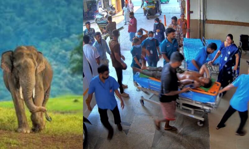 മലപ്പുറത്ത് കാട്ടാന ആക്രമണത്തിൽ യുവാവ് കൊല്ലപ്പെട്ടു; ദുരൂഹതയെന്ന് വനംവകുപ്പ്