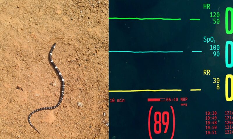 തൃശൂരിൽ സഹോദരങ്ങൾക്ക് പാമ്പുകടിയേറ്റു; എട്ട് വയസ്സുകാരന് ദാരുണാന്ത്യം, പത്ത് വയസ്സുകാരൻ ചികിത്സയിൽ