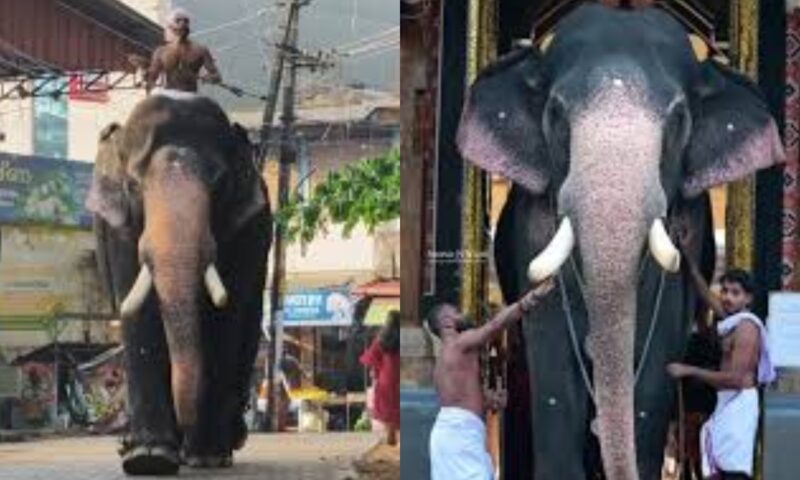 തൃശൂരിൽ വിരണ്ടോടിയ ശിവം ലക്ഷ്മി അയ്യപ്പന് എഴുന്നള്ളിപ്പുകൾക്ക് വിലക്ക്; ഉടമ നഷ്ടപരിഹാരം നൽകണം