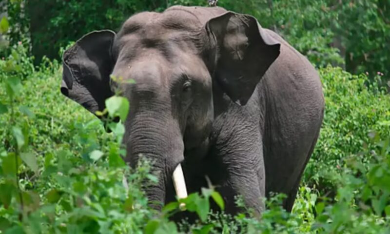 കള്ളാടിയിലെ കാട്ടാനയെ കണ്ടെത്തി മയക്കുവെടി വെയ്ക്കുമെന്ന് വനംവകുപ്പ്