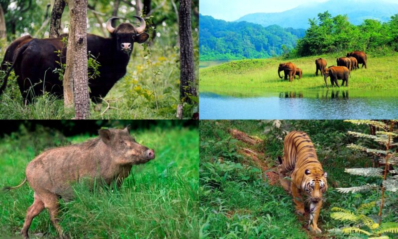 വന്യമൃഗങ്ങളുടെ കണക്കെടുക്കാൻ വനംവകുപ്പ്; ആദ്യഘട്ട പദ്ധതി വയനാട്ടിൽ
