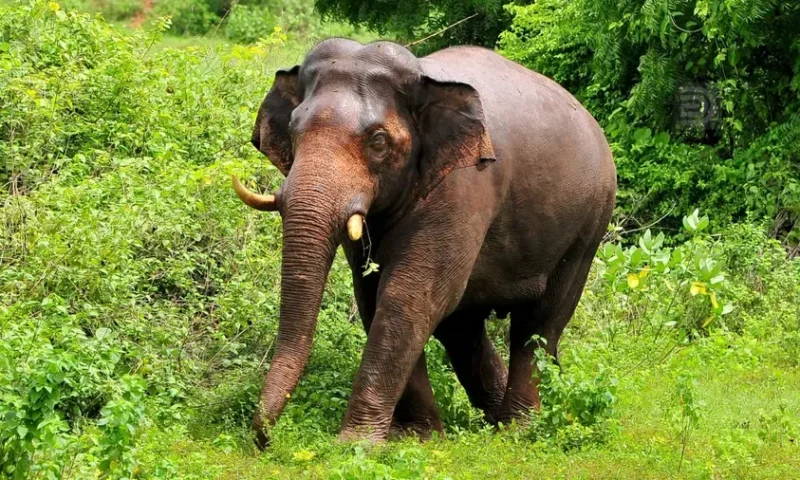 അതിരപ്പിള്ളിയിൽ കാട്ടാന ആക്രമണം; ഗൃഹനാഥന് ദാരുണാന്ത്യം, പ്രതിഷേധവുമായി നാട്ടുകാർ