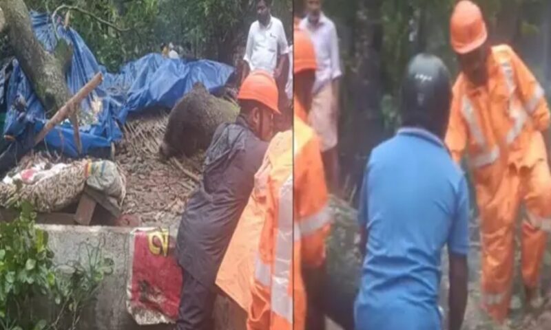 അമ്മയെ ഇന്നലെ മാറ്റിപ്പാർപ്പിച്ചു; തൃശൂരിൽ വീടിന് മുകളിലേക്ക് മരം വീണ് യുവാവിന് ദാരുണാന്ത്യം