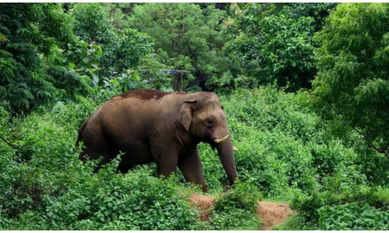 ആനപേടി ഒഴിയാതെ അതിരപ്പിള്ളി; കാട്ടാനയെ തുരത്താനുള്ള ദൗത്യം തുടരുന്നു