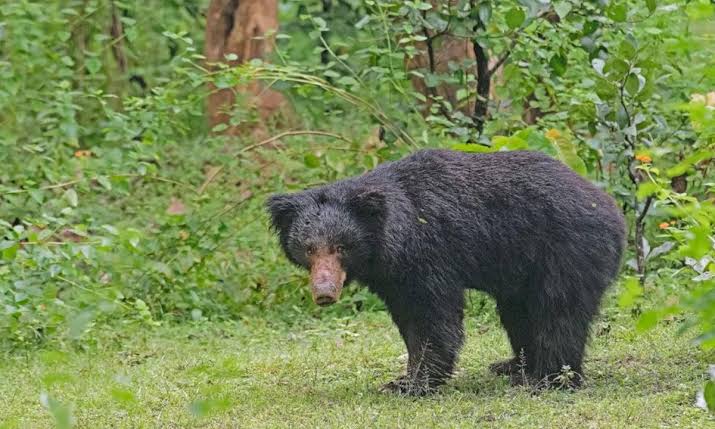 വാൽപ്പാറയിൽ കരടി ആക്രമണം; തൊഴിലാളിക്ക് പരിക്ക്, ചേലക്കരയിൽ കാട്ടാന ഇറങ്ങി കൃഷിനാശം
