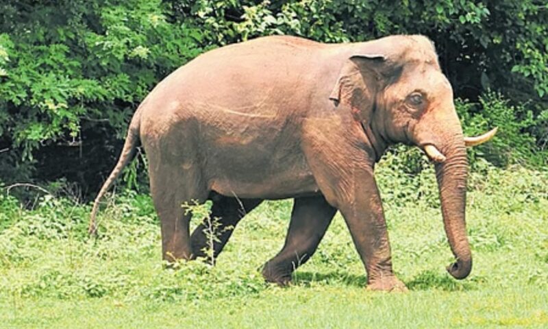 ‘വാതിൽ തുറന്നപ്പോൾ മുന്നിൽ ഒറ്റയാൻ’; അതിരപ്പള്ളിയിൽ നിന്ന് തുരത്തുന്ന കാട്ടാനകളെന്ന് ആരോപണം, ഭീതിയിൽ അയ്യമ്പുഴ നിവാസികൾ