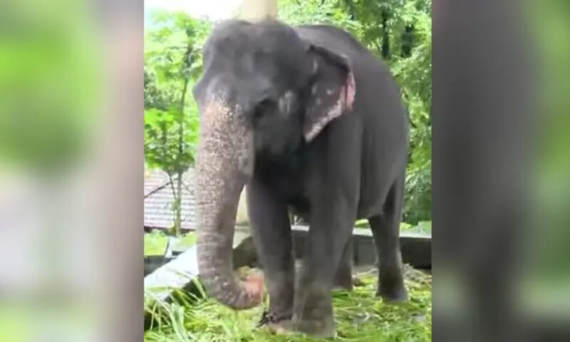 കോന്നി ആനക്കൂട്ടിൽ ആന പാപ്പാനെ ചവിട്ടിക്കൊന്നു