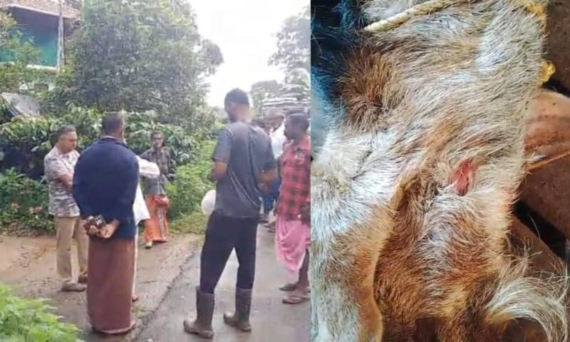 വയനാട്ടിൽ വന്യമൃഗശല്യം രൂക്ഷം; വിവിധയിടങ്ങളിൽ പുലിയും കാട്ടാനയും